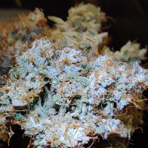 Meph DGxSS growlog timeline photo