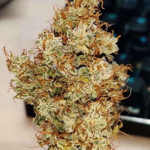 Meph DGxSS growlog timeline photo