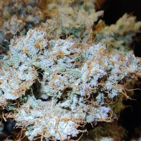 Meph DGxSS growlog timeline photo
