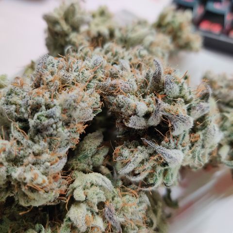 LB's Mango Tango growlog timeline photo