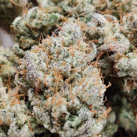 LB's Mango Tango growlog timeline photo