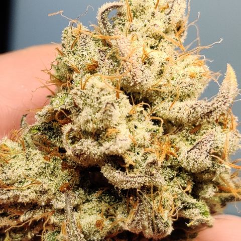 LB's Mango Tango growlog timeline photo