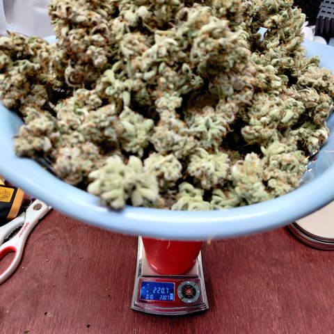 LB's Mango Tango growlog timeline photo