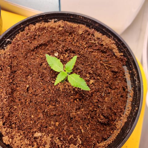 Juday Gems_1 growlog timeline photo