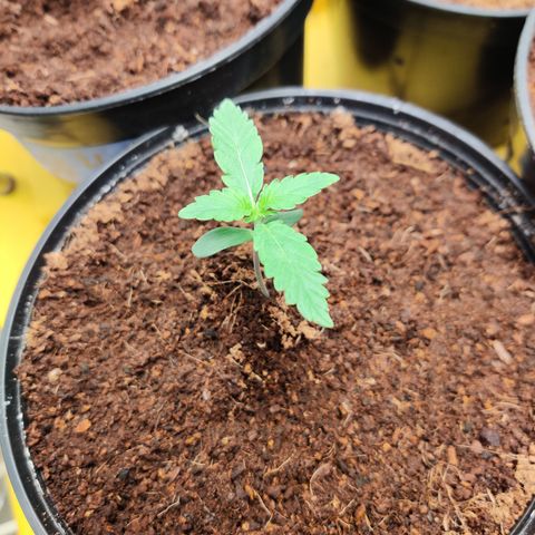 Bubby WC growlog timeline photo