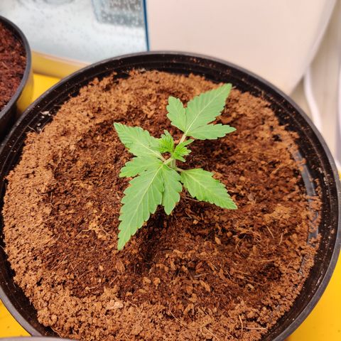 Juday Gems_1 growlog timeline photo