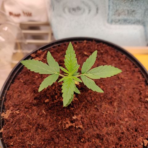 Sour D growlog timeline photo