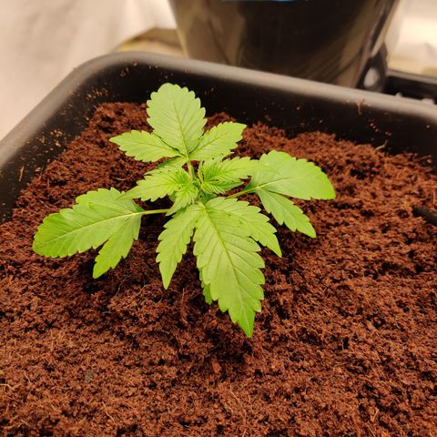 Bubby WC growlog timeline photo