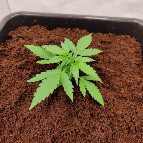 NO Margie growlog timeline photo