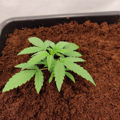 Sour D growlog timeline photo