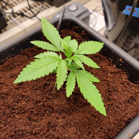 RB Purple Scoops growlog timeline photo
