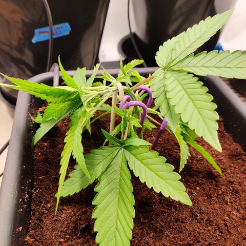 RB Purple Scoops growlog timeline photo