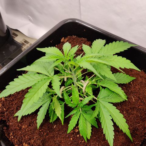 NO Margie growlog timeline photo
