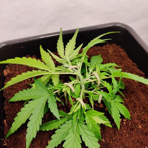 NO Margie growlog timeline photo