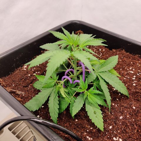 Sour D growlog timeline photo