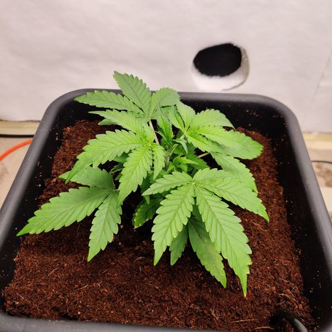 Bubby WC growlog timeline photo