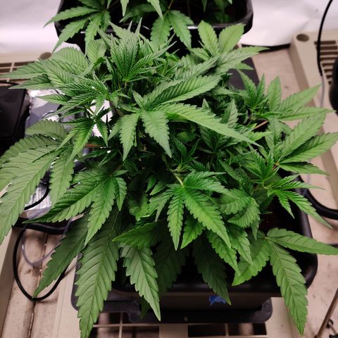 RB Purple Scoops growlog timeline photo