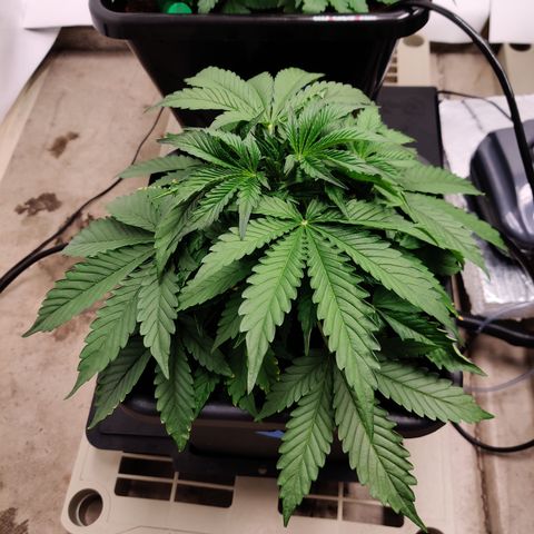 Bubby WC growlog timeline photo