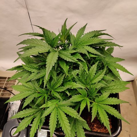 NO Margie growlog timeline photo