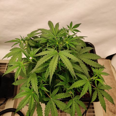 Sour D growlog timeline photo