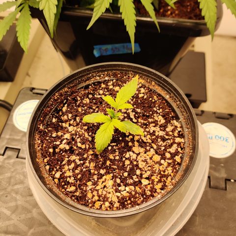 Meph 🍊 ⛽ growlog timeline photo