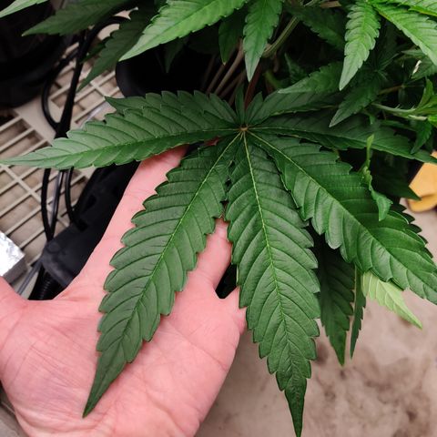 RB Purple Scoops growlog photo: Biggest fan