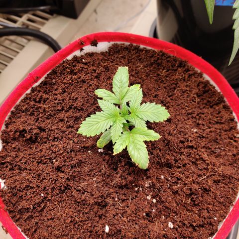 Meph 🍊 ⛽ growlog timeline photo