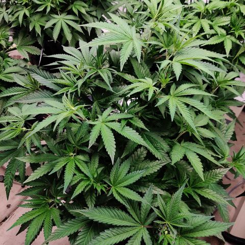 RB Purple Scoops growlog timeline photo