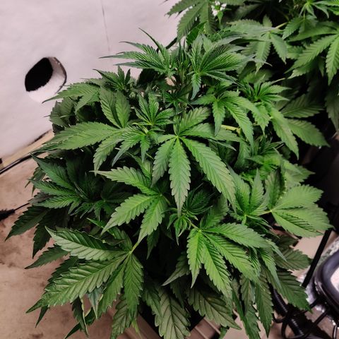 Bubby WC growlog timeline photo