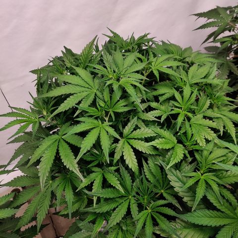NO Margie growlog timeline photo