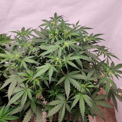 Sour D growlog timeline photo