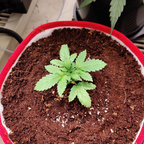 Meph 🍊 ⛽ growlog timeline photo