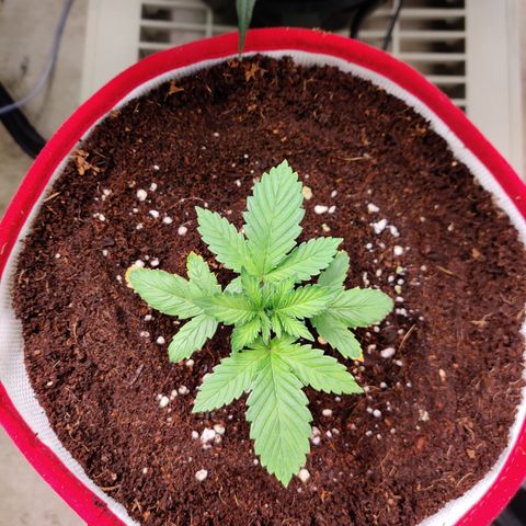 Meph 🍊 ⛽ growlog photo: Day 1 jacks