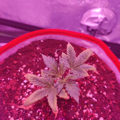 Meph 🍊 ⛽ growlog photo: Recovering from major nute burn