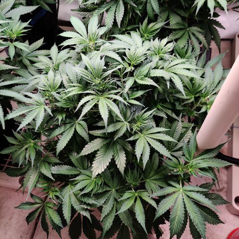 Bubby WC growlog timeline photo