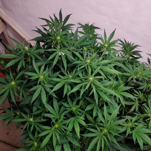 RB Purple Scoops growlog timeline photo
