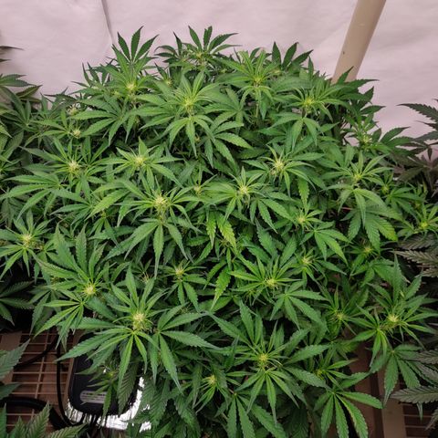 NO Margie growlog timeline photo