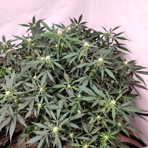 Sour D growlog timeline photo