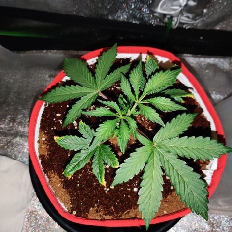 Meph 🍊 ⛽ growlog timeline photo