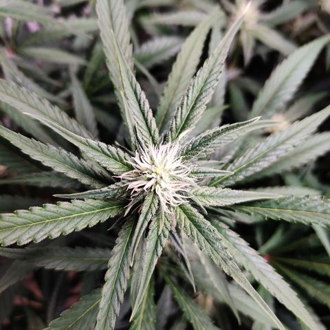 RB Purple Scoops growlog timeline photo