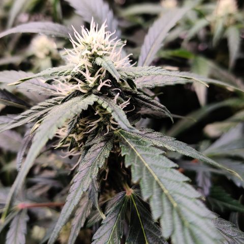 Sour D growlog timeline photo