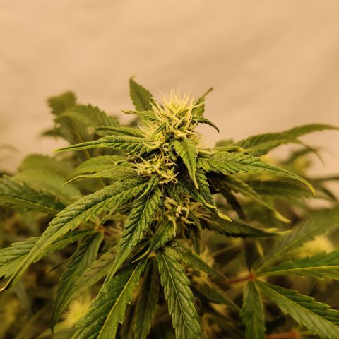 Sour D growlog timeline photo