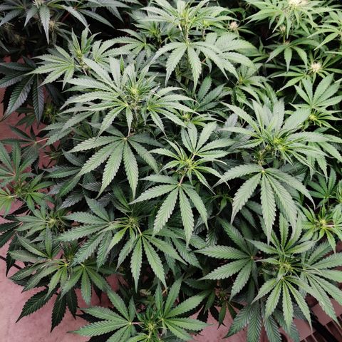 Bubby WC growlog timeline photo