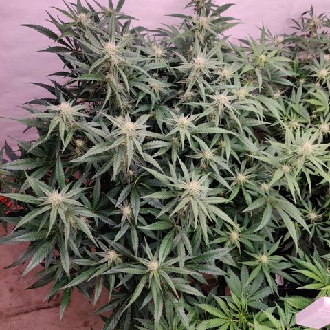 RB Purple Scoops growlog timeline photo