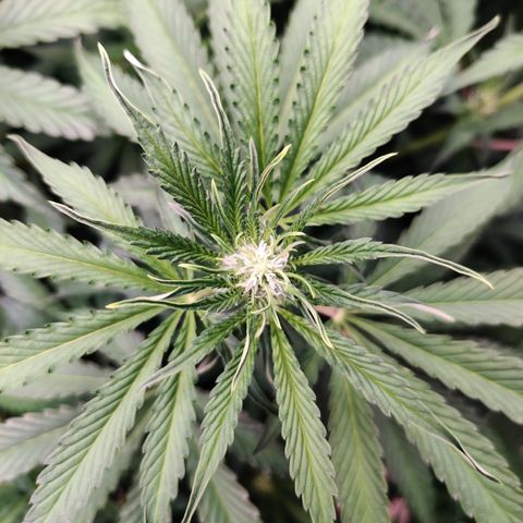 Bubby WC growlog timeline photo