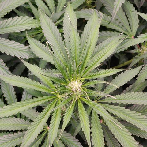 Bubby WC growlog timeline photo