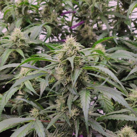 Sour D growlog timeline photo