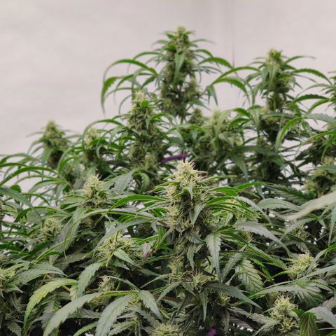 Sour D growlog timeline photo
