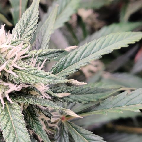 Sour D growlog timeline photo