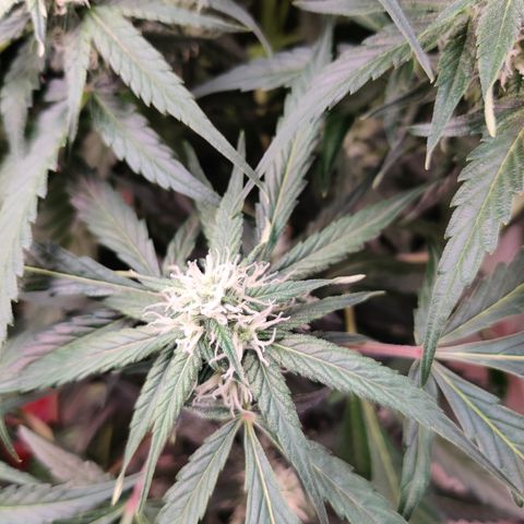 Sour D growlog timeline photo